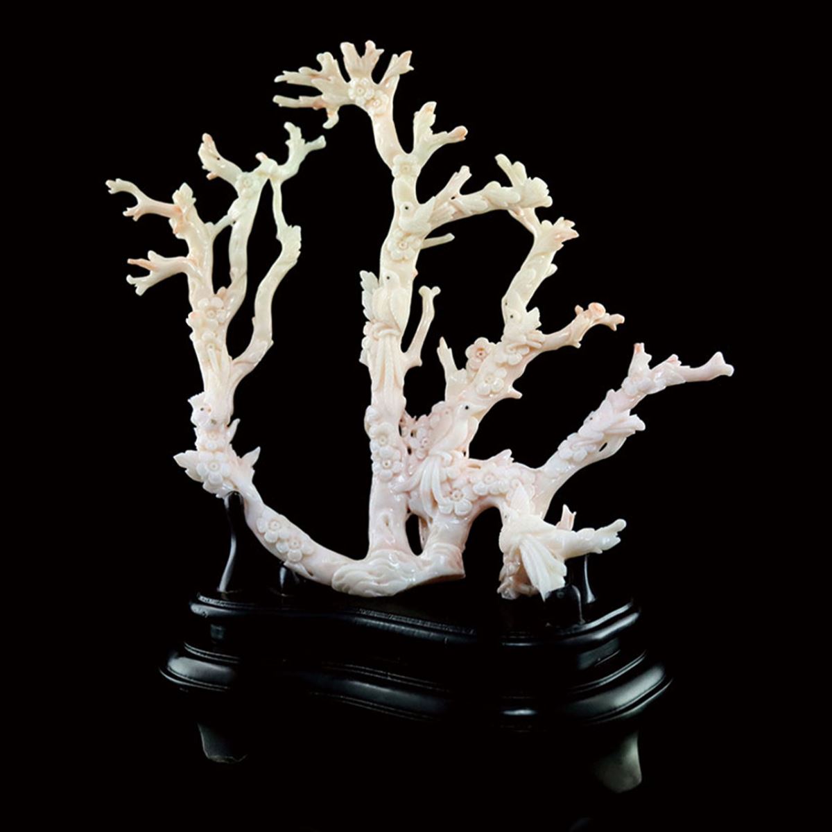 粉白珊瑚 MISU Coral 白珊瑚 White Coral
